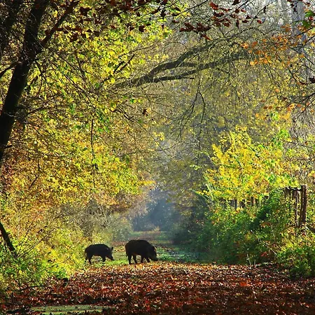 Apartament Belvarosi Luxus Baja